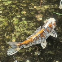 Карп Кои :: Татьяна Михайлова