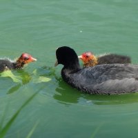 Лысуха и лысушата :: Рита Симонова Лысуха и лысушата :: Рита Симонова