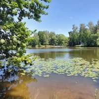 Большой пруд в Остафьево :: ИРЭН@ .