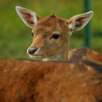 Будущая модель :: Роман Д