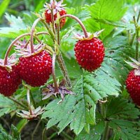 Земляничка... :: Галина Кузьмина