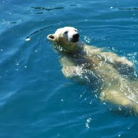 Хорошо поплавать в тёплый день сентября :: Aida10 Хорошо поплавать в тёплый день сентября :: Aida10