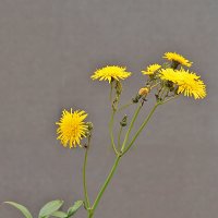 Осенние одуванчики :: Светлана Осенние одуванчики :: Светлана