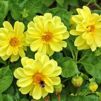 Солнечные георгинчики :: Светлана Солнечные георгинчики :: Светлана