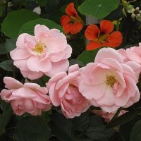 Розы :: Freddy 97