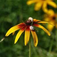 до свиданья, лето... :: Всеволод 