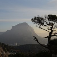 Природа Крыма :: Amazing Cosmea