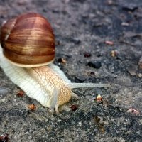 *** :: Андрей Л. В.