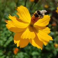 Тёплый день :: Валентина Богатко 