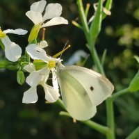 А за окном осень :: Валентина Богатко 