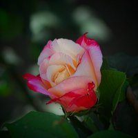 Сентябрьская роза. :: Владимир 