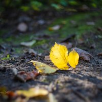 Осень начинается :: Александр Синдерёв