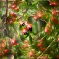 шиповник :: Александр Леонов