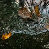 Вот и Осень :: Владимир 