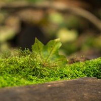 Осенний натюрморт :: Дмитрий Ряховский