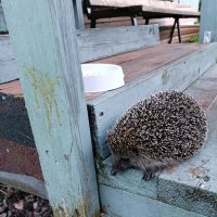 Пришёл на ужин. :: Ирина ***