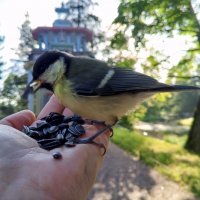 Синица :: Сапсан 