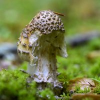 * :: Осень * :: Осень