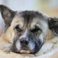 " Любимый " Пирожок " :: ivan38566 Овчинников