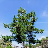 Сосна декоративная :: Veera V Сосна декоративная :: Veera V