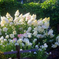 Гортензия :: Сергей Кочнев