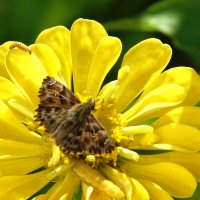 Толстоголовка Альцея :: Валентин Семчишин Толстоголовка Альцея :: Валентин Семчишин