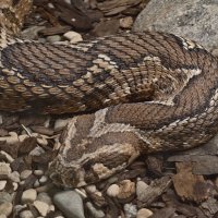 Змея :: <<< Наташа >>>