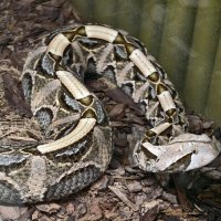 Змея :: <<< Наташа >>>