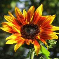 Красивый подсолнух :: Людмила Смородинская