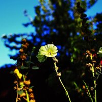 На фоне неба :: Юрий Гайворонскiий