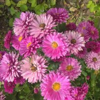 Хризантемы :: Елена Семигина