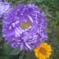 **** :: Елена Семигина