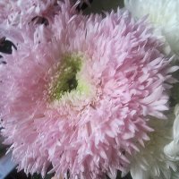 Нежность :: Елена Семигина