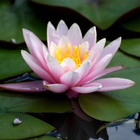 Лето в Ботаническом... Август. :: Наташа *****