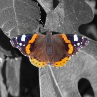 *** :: Oksana Verkhoglyad