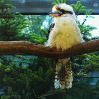 Смеющаяся кукабара(Зимородок великан) :: Aida10 