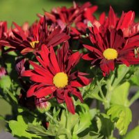 Яркий сентябрь .. :: Татьян@ Ивановна Яркий сентябрь .. :: Татьян@ Ивановна