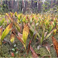 Осенние ландыши. :: Валерия Комова