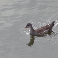 Молодая камышница :: Рита Симонова