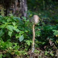 Гриб зонтик :: Александр Синдерёв