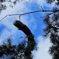 Аист парящий в облоках :: Мария Яковлева