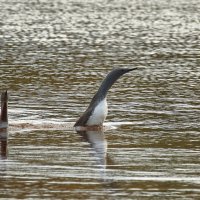 Краснозобые гагары "любопытство не порок" :: Игорь Шабалин