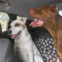 на заднем ...Тойа и Лука :: Осень 