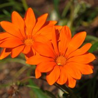 Газания оранжевая :: Сергей Беляев