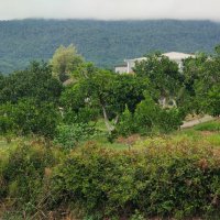 В Новом Афоне :: Ирэн 