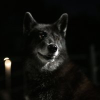 Саманта :: Алла Федосеева