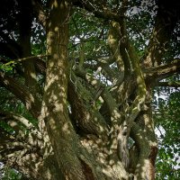 Переплетение :: Петр Фролов