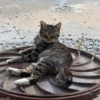 - Разрешаю, снимай ! :: Нина Сироткина 