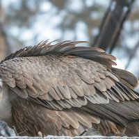 Новосибирский зоопарк имени Р.А. Шило :: Михаил Измайлов