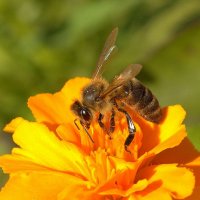 ... :: Вячеслав Минаев